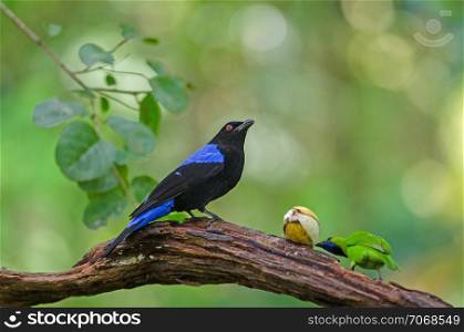 Asian fairy-bluebird (Irena puella) resting on a branch in forest, Thailand
