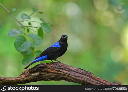 Asian fairy-bluebird (Irena puella) resting on a branch in forest, Thailand