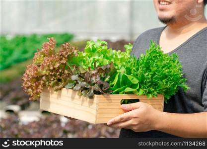 Asian Farmer hands carrying fresh organic vegetables (butterhead, Greenbo, Lettuce, green oak) in wooden box from hydroponics farm, healthy organic food concept