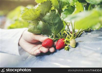 Asian Farmer Woman checking Strawberry in Organic Strawberry Farm