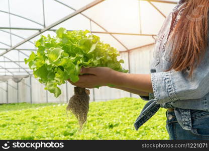 Asian farmer woman holding raw vegetable salad for check quality in hydroponic farm system in greenhouse. Concept of Organic foods