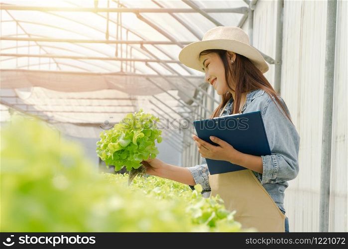 Asian farmer woman holding raw vegetable salad for check quality in hydroponic farm system in greenhouse. Concept of Organic foods