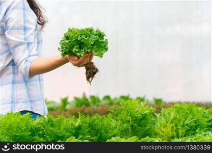 Asian farmer woman holding raw vegetable salad for check quality in hydroponic farm system in greenhouse. Concept of Organic foods