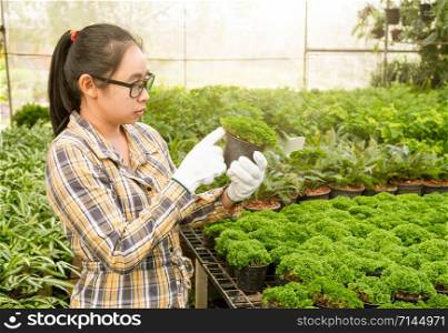 Asian female gardeners working in the greenhouse of planting seedlings on summer day.