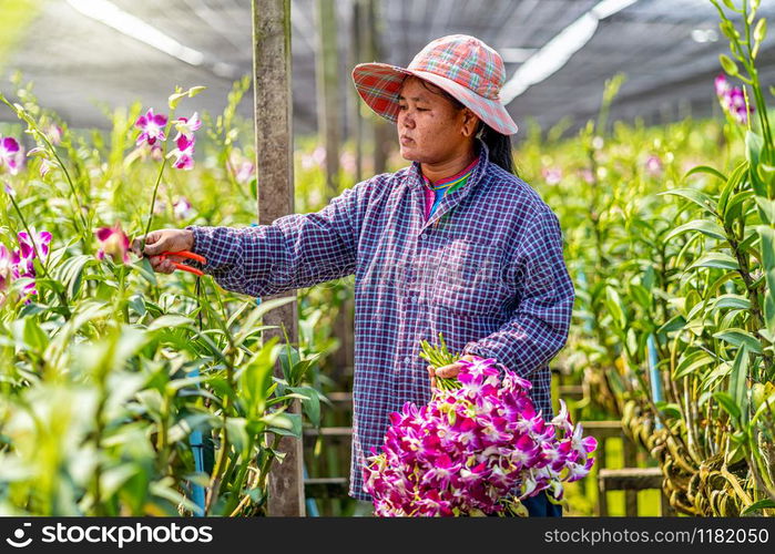 Asian gardener of orchid gardening farm cutting and collection the orchids, The purple colors are blooming in the garden farm, Purple orchids in farming of bangkok, thailand.