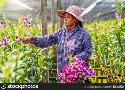 Asian gardener of orchid gardening farm cutting and collection the orchids, The purple colors are blooming in the garden farm, Purple orchids in farming of bangkok, thailand.