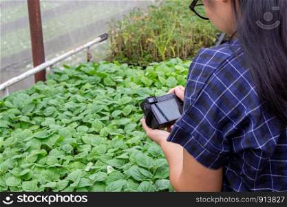 Asian gardeners women photographed plant seedlings in the greenhouse to market for online market sales.