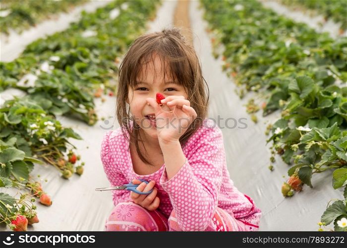 Asian girl happily picking strawberries at strawberry patch