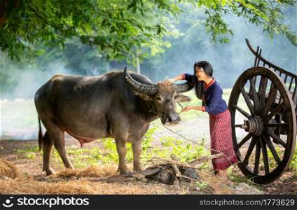 Asian girl in the countryside, walking back home with her Buffalo. Beautiful Thai woman in traditional culture with buffalo