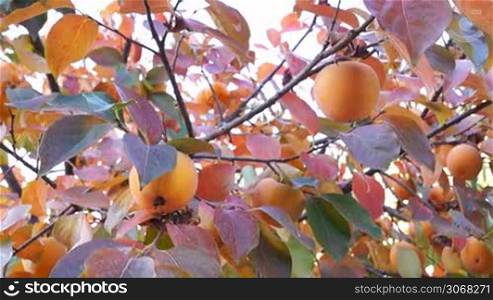 Asian (Kaki) persimmon tree