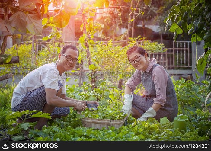 asian man and woman relaxing and harvesting organic vegetable in home gardening
