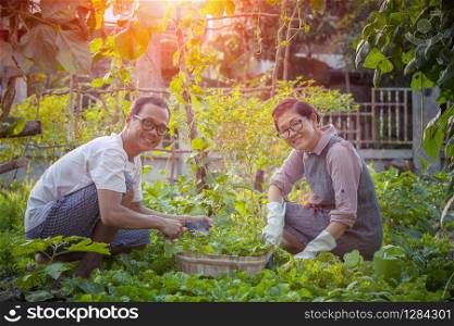asian man and woman relaxing and harvesting organic vegetable in home gardening