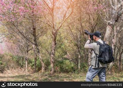 asian man backpacker. back view photo of old man backpacker taking photos Sakura or cherry tree flowers blossom garden on the hill