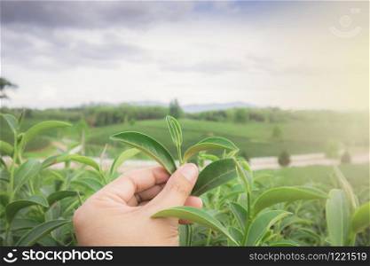 Asian man harvests fresh tea leaves on the farm, shaking hands with a man at a tea plantation in Thailand.