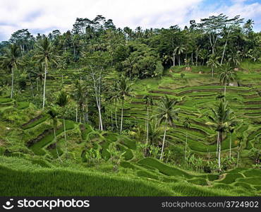 Asian mountain rice terraces. Bali, Indonesia.