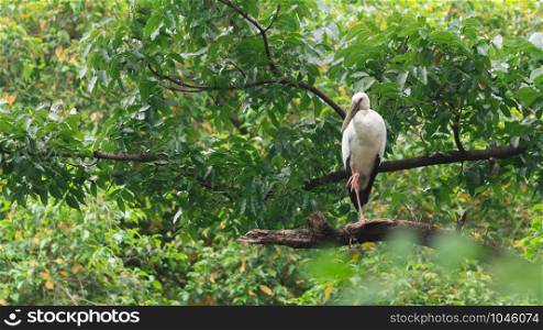 Asian Openbill (Anastomus oscitans) standing on a branch in the urban park. Copy space wallpaper.