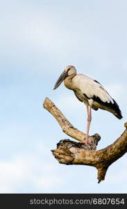 Asian Openbill (Anastomus oscitans) White bird standing alone on trees that died in the drought