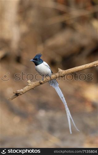 Asian paradise flycatcher, male, Terpsiphone paradisi, Sinhgadh Vally, Pune, Maharashtra