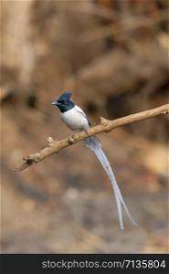 Asian paradise flycatcher, male, Terpsiphone paradisi, Sinhgadh Vally, Pune, Maharashtra