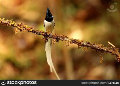 Asian paradise flycatcher, Terpsiphone paradisi, male, Ganeshgudi, Karnataka, India.. Asian paradise flycatcher, Terpsiphone paradisi, male, Ganeshgudi, Karnataka, India