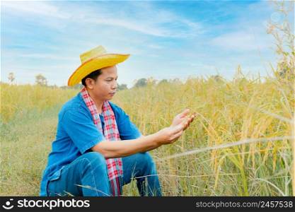 Asian peasants in robes and hats are in a field of golden rice fields.