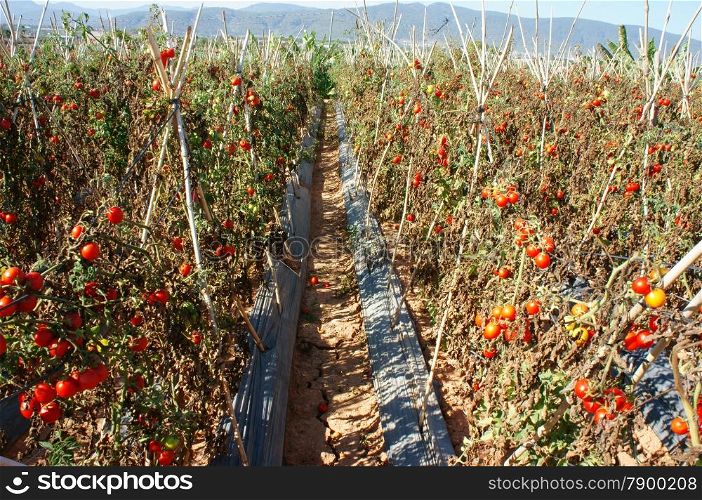 Asian people working on agricultural field, green tomato farm to dry flied with red ripe fruit, Dalat, Vietnam is agriculture area with many product, hot weather make effect to farmer