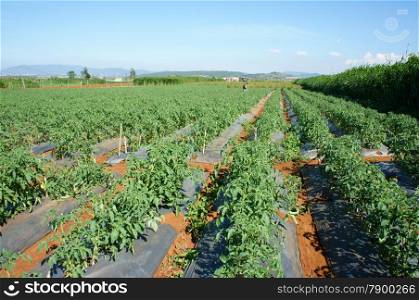 Asian people working on agricultural field, green tomato farm to dry flied with red ripe fruit, Dalat, Vietnam is agriculture area with many product, hot weather make effect to farmer