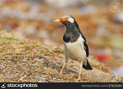 Asian Pied Starling (Gracupica contra), bird on the ground