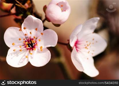 Asian plum blossom macro. Shallow deep of field. Focus on stamens