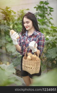 Asian pretty woman in a greenhouse with butternut squash, harvesting fresh vegetables. asian woman harvesting butternut squash