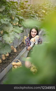 Asian pretty woman in a greenhouse with butternut squash, harvesting fresh vegetables. asian woman harvesting butternut squash