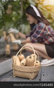 Asian pretty woman in a greenhouse with butternut squash, harvesting fresh vegetables. asian woman harvesting butternut squash