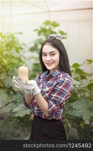 Asian pretty woman in a greenhouse with butternut squash, harvesting fresh vegetables. asian woman harvesting butternut squash