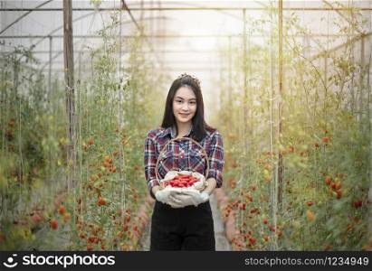 Asian pretty woman in a greenhouse with red tomatoes, harvesting fresh vegetables. asian woman harvesting tomatoes