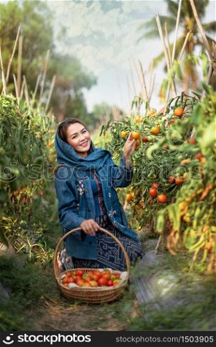 Asian pretty woman with red tomatoes, harvesting fresh vegetables in garden. Asian pretty woman with red tomatoes