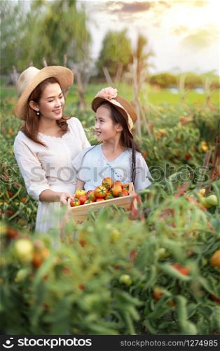 Asian pretty woman with red tomatoes, harvesting fresh vegetables in garden. asian woman harvesting tomatoes