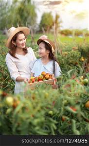 Asian pretty woman with red tomatoes, harvesting fresh vegetables in garden. asian woman harvesting tomatoes