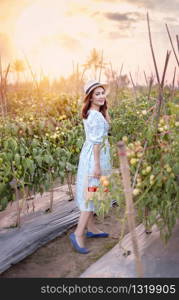 Asian pretty woman with red tomatoes, harvesting fresh vegetables in garden. woman in tomatoes garden