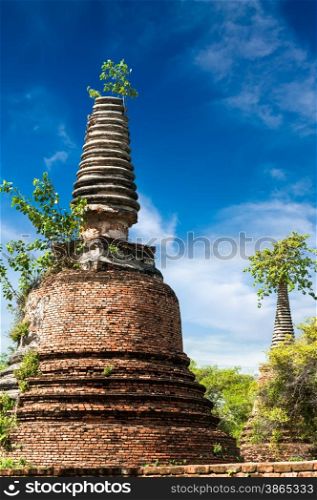 Asian religious architecture. Ancient ruins with growing trees under blue sky. Ayutthaya, Thailand travel landscape and destinations