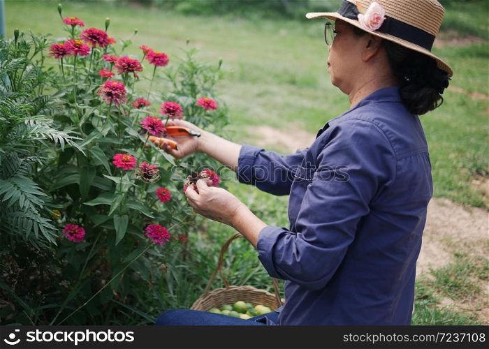 Asian senior woman wearing glasses and hat pruning plants and flowers in home garden, plant care concepts.