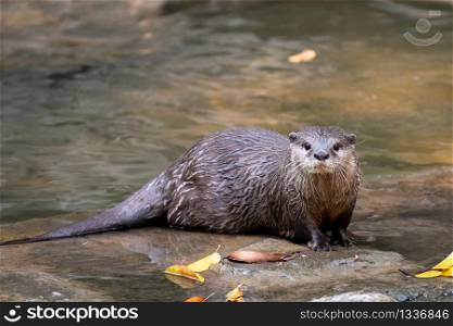 Asian small clawed otter ( Aonyx cinereus ) in river