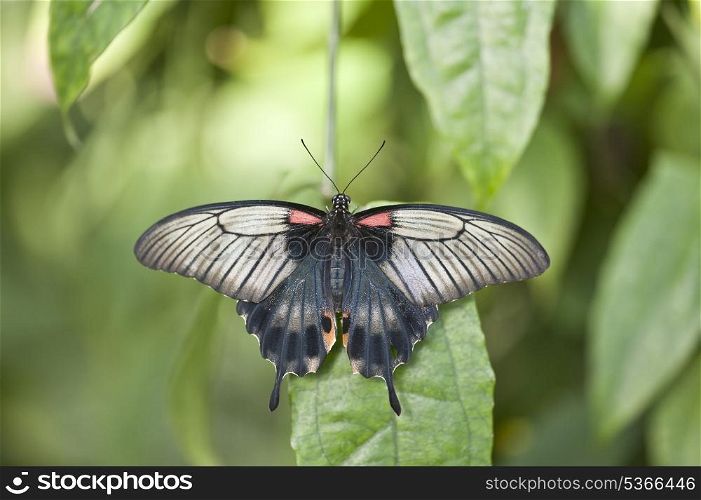 Asian Swallowtail butterfly