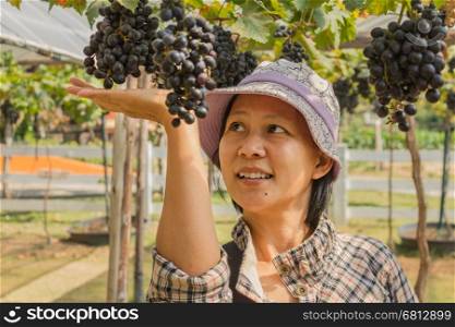 Asian Thai woman with grapes in a vineyard