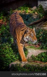 Asian tiger in Barcelona Zoo, Spain