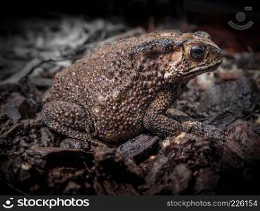 Asian Toad or Common toad bufo bufo, side close up shot with dark nature background