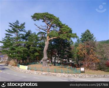Asian tree in the street of South Korea