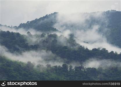 Asian tropical rainforest, nature view background