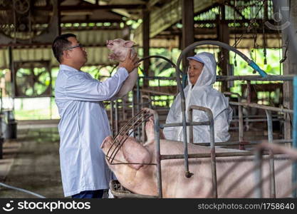 Asian veterinarian with assistant holding and checking the baby pig in hog farms, animal and pigs farm industry