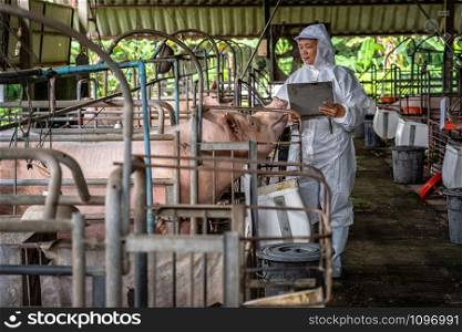 Asian veterinarian working and checking the big pig in hog farms, animal and pigs farm industry