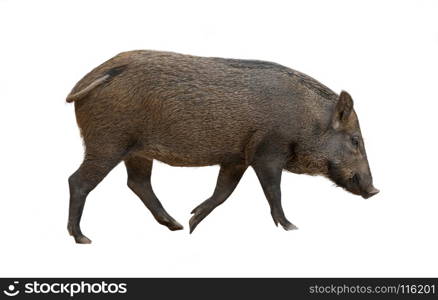 asian wild boar isolated on white background